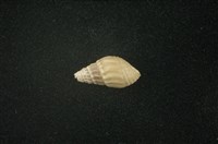 藏品(流紋蜷)的圖片